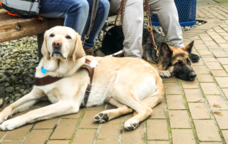 Sooner and Balsa, two guide dogs at The Lighthouse for the Blind, Inc.