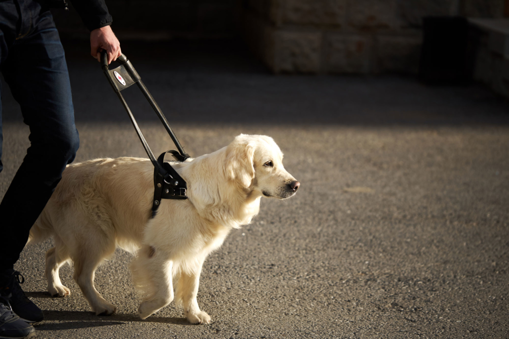 A blonde medium haired dog guide with a black harness. A hand is holding the handle of the harness.