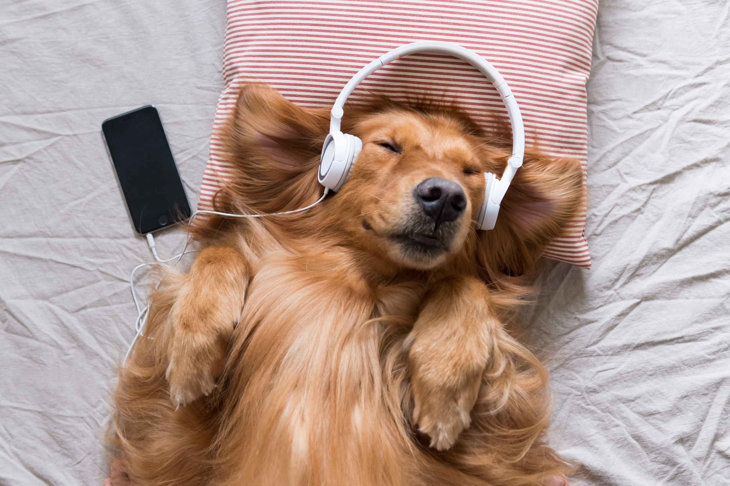A golden retriever wearing headphones listening to an audiobook.